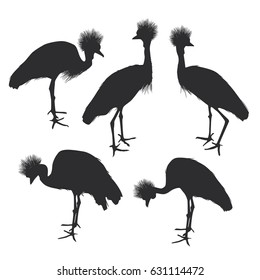 set Grey crowned crane, Black crane silhouette isolated on white background. Vector