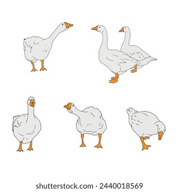 Set of grey geese. Vector icon illustration of cute farm goose domestic ducks