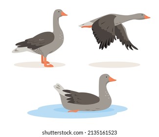 Set of grey Goose birds in different poses and colors isolated on white background. Greylag Gooses poultry icons. Vector flat or cartoon illustration.