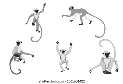 Set of Grey langur monkeys on different poses, isolated on white vector illustration