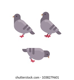 Set of grey pigeon flat icons. Rock dove minimal flat illustration