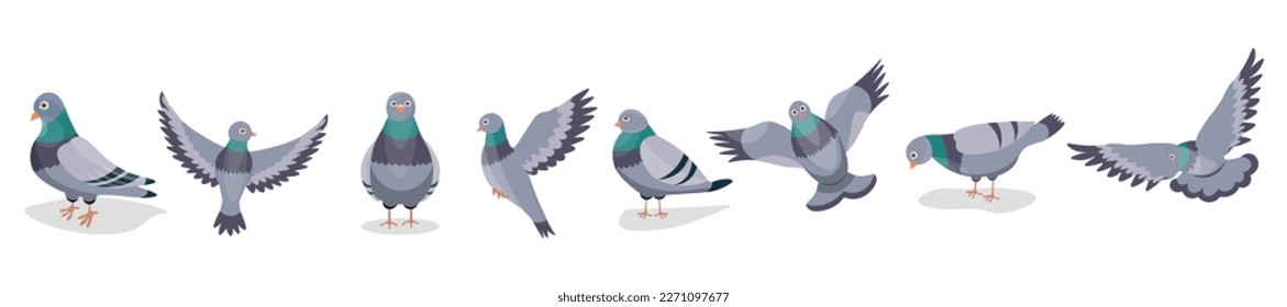Conjunto de palomas grises sobre fondo blanco