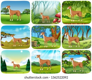 Set of greyhound in different scene illustration