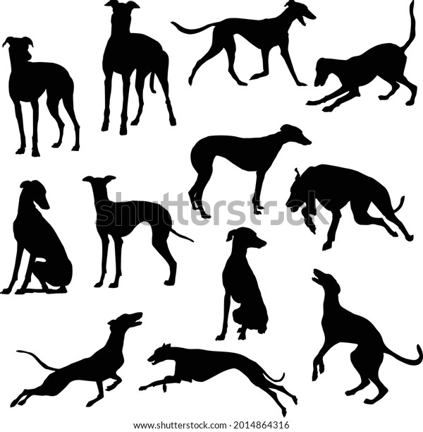 Set Greyhound Dog Silhouette Vector Illustration Stock Vector (Royalty ...