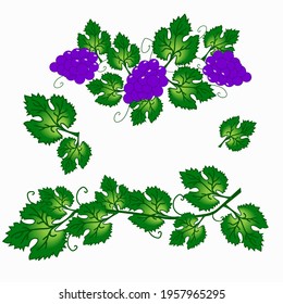 set grono grape leaves vine