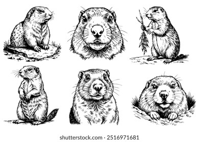 Set. Groundhog, cute animal on white background. Groundhog Day