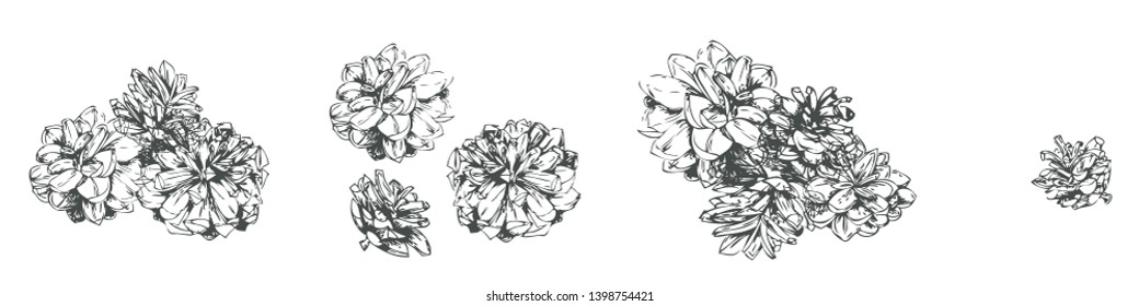 Set of groups of grapical pinecones. Simple and elegant floral decorative elements made of graphical sketch of pine cones. Botanical design for wedding cards and decorations. Lineart/ Autumn design