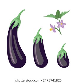 A set of growing eggplants from flower to ripe fruit. Growing vegetables. Organic gardening and food. Vegetarianism and healthy eating. Vector illustration isolated on white background.