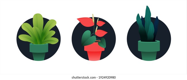 Set of Growing Plant in Pot. Modern Flat Vector Illustration. Gardening Badges. Social Media Template.