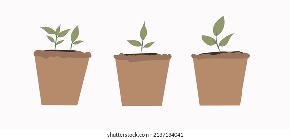set growing seed of a tree with green leaves in a pot. Young shoots rising from well-fertilized soil. Stages of growth. Vector illustration.