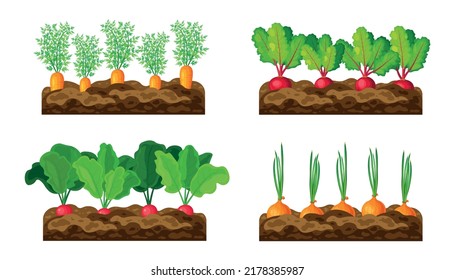 Set of growing vegetables in the garden in cartoon style. Vector illustration of growing onions, carrots, beets, radishes on white background.