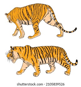 Set of grown up big tigers, collection of wildlife and exotic predator’s fauna, big cats.  Vector.