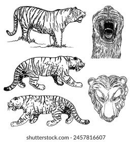 Set of grown up big tigers, collection of wildlife and exotic predators fauna, big cats.  Vector.