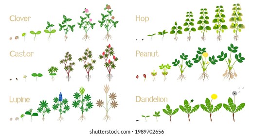 Set of growth cycles of agricultural crops on a white.