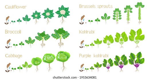 Set of growth cycles of cabbage on a white background.