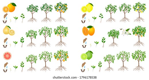 Set of growth cycles of citrus trees on a white background.
