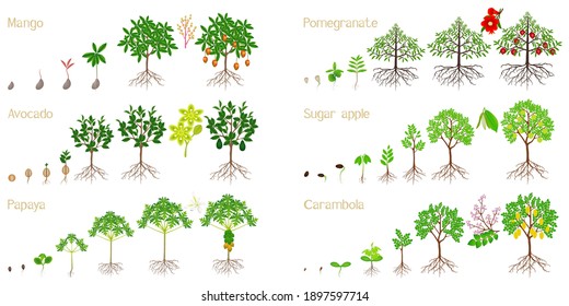 Set of growth cycles of exotic plants on a white background.