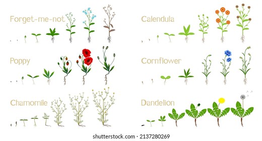 Set of growth cycles of field plants on a white background.