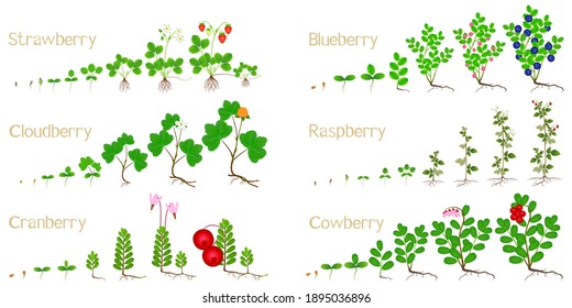 Set of growth cycles of forest berries on a white background.