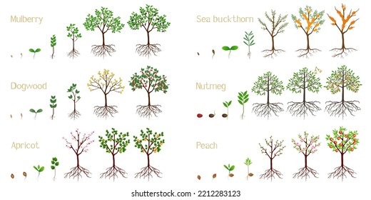Set of growth cycles of fruit plants on a white background. svg