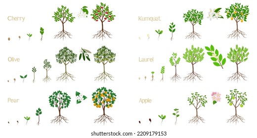 Conjunto de ciclos de crecimiento de árboles frutales con raíces en un fondo blanco.