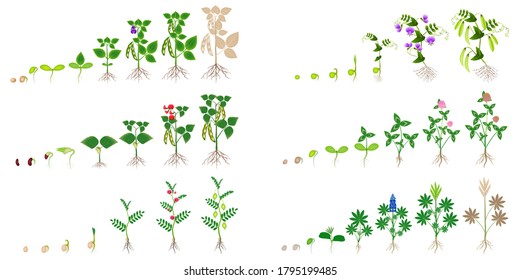 Set of growth cycles of leguminous plants on a white background.