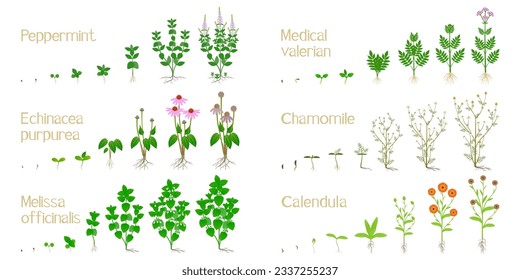 Set of growth cycles of medicinal plants on a white background.
