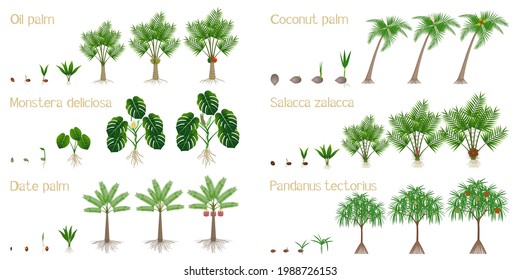 Set of growth cycles of palm trees on a white background.
