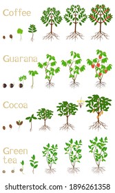 Conjunto de ciclos de crecimiento de las plantas de bebidas en un fondo blanco.