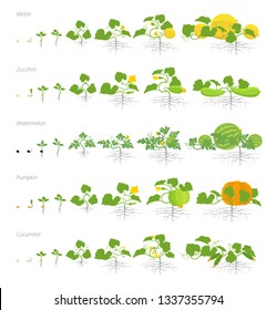 Set of growth stages cucurbitaceae plants. Pumpkin melon and watermelon zucchini or courgette and cucumber plant. Life cycle.