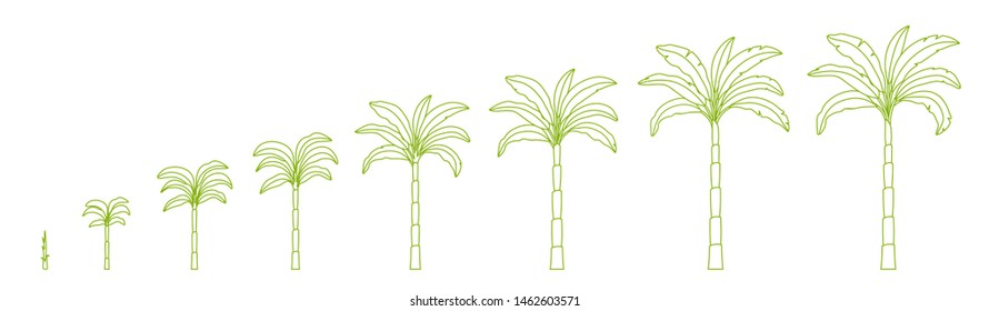Set growth stages of palm tree. Growing plants. Period progression life cycle animation. Outline contour line vector.