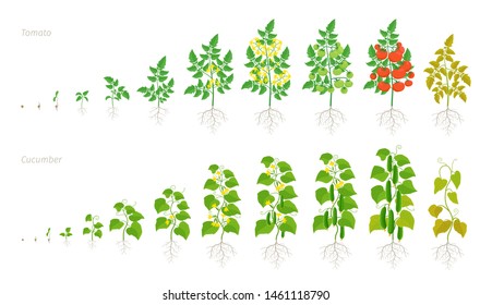 Set growth stages of tomato and cucumber plant. Ripening period. Life cycle of the vegetables harvest. Animation development progression. Vector illustration.