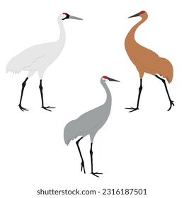 Set of Gruidae bird. Sandhill crane (Antigone canadensis), whooping crane (Grus americana). Large and tall birds of of North America. Isolated on white background. Vector illustration.