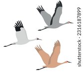 Set of Gruidae flying bird. Sandhill crane (Antigone canadensis), whooping crane (Grus americana). Large and tall birds of of North America. Isolated on white background. Vector illustration.