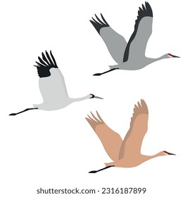 Set von Gruidae fliegender Vogel. Sandhügelkrane (Antigone canadensis), Keuchkran (Grus americana). Große und hohe Vögel Nordamerikas. Einzeln auf weißem Hintergrund. Vektorgrafik.