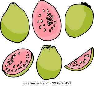 Se coloca con guajava sobre fondo blanco. Imagen vectorial. Estilo Doodle
