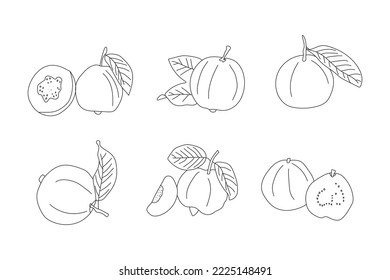 Set of guava line drawn on a white background, full and half a guava, hand sketch fruit