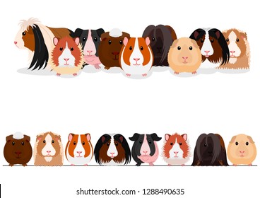 set of guinea pigs group and border