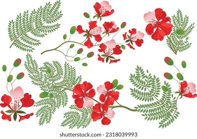 Set of Gulmohar flowers from India. Red flowers.