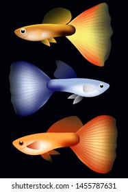 Set of Guppy fish graphic vector