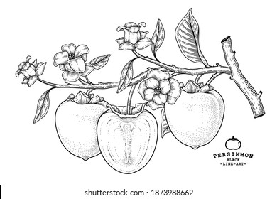 Set of hachiya persimmon fruit hand drawn elements botanical illustration