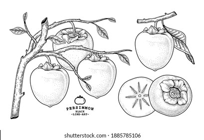 Hechiya persimmon Obstsorten handgezeichnet Elemente botanische Illustration