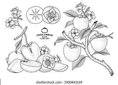 Set of hachiya persimmon fruit hand drawn elements botanical illustration