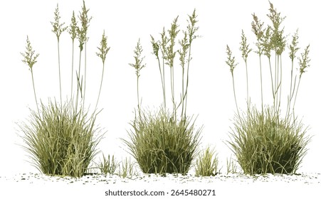 Conjunto de hairawn muhly Muhlenbergia capillaris isolada árvore recorte ilustração vetor, plantas de jardim, grama tolerante à seca, prado de flores silvestres, espécies de grama decorativa.