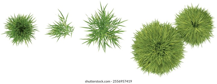 set of Hakonechloa grass on transparent background from the top view