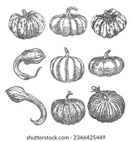 Set of Halloween pumpkins or gourds. Celebrating Jack O Lantern pumpkin. Traditional Halloween harvest symbol and autumn holiday decor. Hand drawing sketch. Vector.