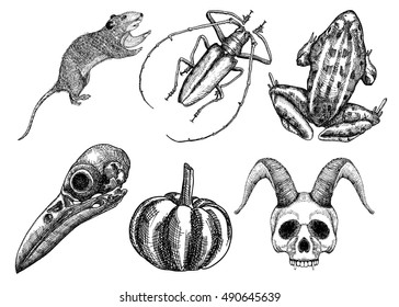 Set for Halloween. Set of witchcraft magic, occult attributes decorative elements. Human, demon with horns, bird skull, bug, beetle, insect, crow, rat, frog, pumpkin, garlic. Vector.