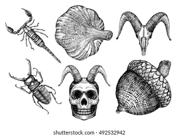 Set for Halloween. Set of witchcraft magic, occult attributes decorative elements. Human, demon with horns, goat skulls, bug, insect, beetle, garlic, oak nut. Folklore. Vector.