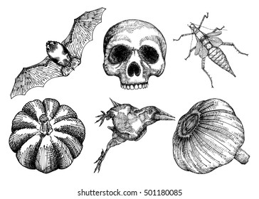Set for Halloween. Set of witchcraft magic, occult attributes decorative elements. Human, skull, bug, insect, crow, garlic, bat, pumpkin. Folklore  attributes.  Vector.