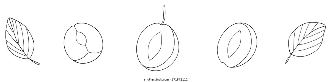 Set of halves of plum on white background in the Delightful garden collection